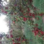 باغ جاده ی هشترود مراغه