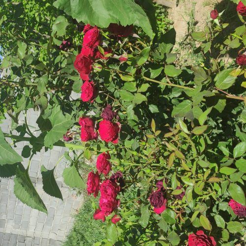 باغچه سرسبز اندرخ