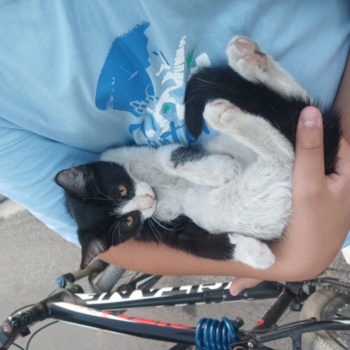 بچه گربه ی نژاد dsh