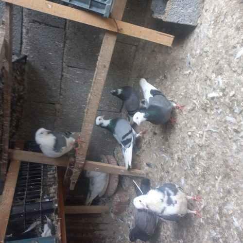 کفترای ابلغ پرشی