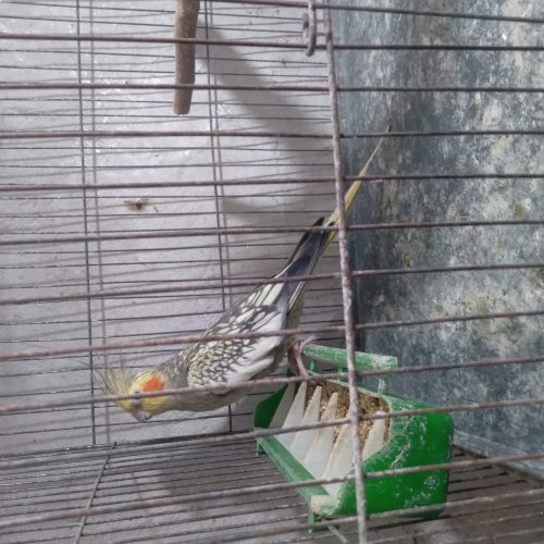 عروس هلندی و کوتوله برزیلی