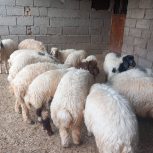 بره گوسفندی