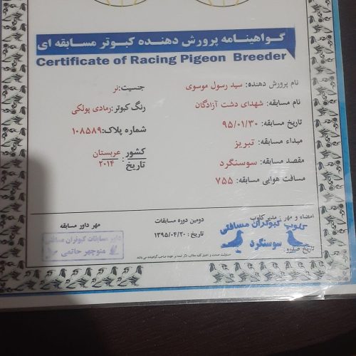 کبوتران مسافت کوتاه، متوسط، بلند