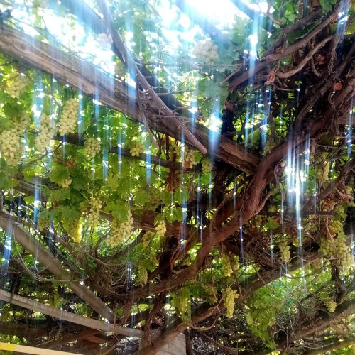 فروش انگور قرمز و سبز عمده و فعلی