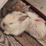 توله خرگوش لوپ و جرسی