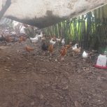 جوجه مرغ وخروس محلی