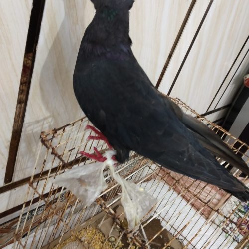 خوزستان شهر دارخوین بصیرت 2 پلاک1