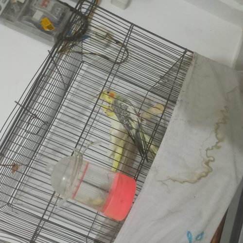 فروش عروس هلندی