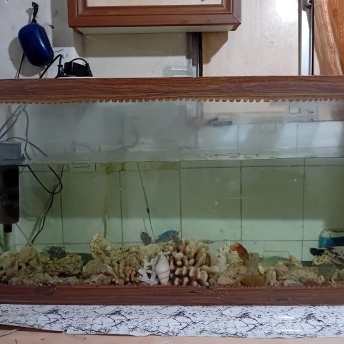 ماهی و آکواریوم