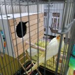 یک جفت عروس هلندی با قفس بزوگ تمام وسیله