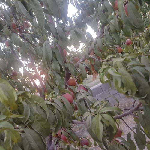 باغچه با درختان میوه