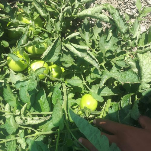 اجاره زمین گوجه