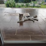 پرستار حیوانات