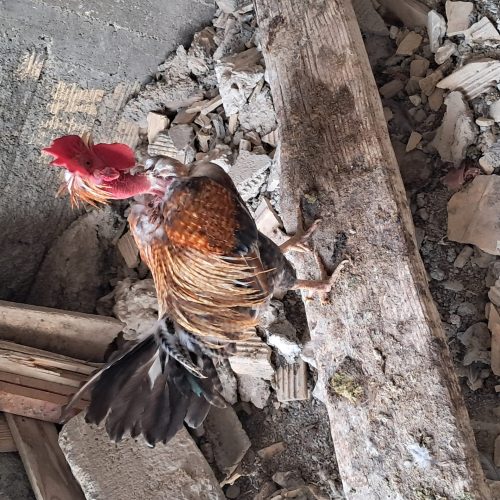 فروش مرغ خروس