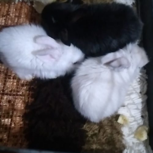 توله خرگوش لوپ و جرسی