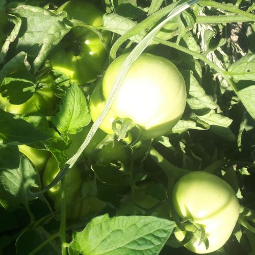 اجاره زمین گوجه