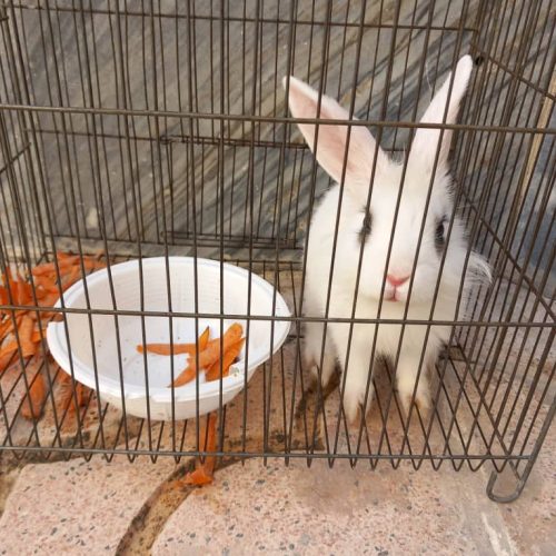فروش خرگوش