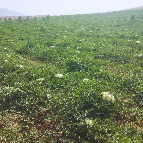 هندوانه پوست نازک شیرین