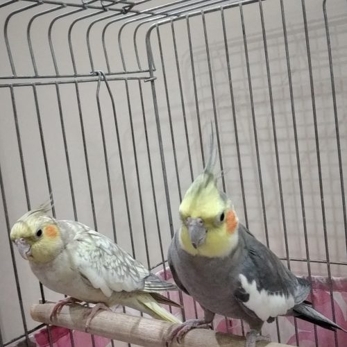 یک جفت عروس هلندی بالغ به همراه قفس و لانه