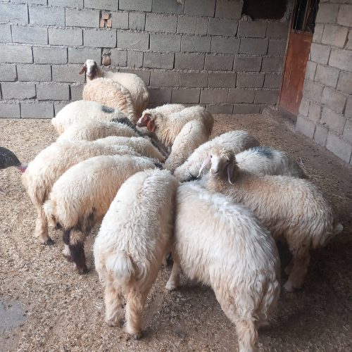 بره گوسفندی