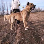 واگذاری سگ سرابی گله‌ای