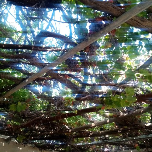 فروش انگور قرمز و سبز عمده و فعلی