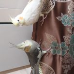 عروس هلندی بازیگوش و شیطون