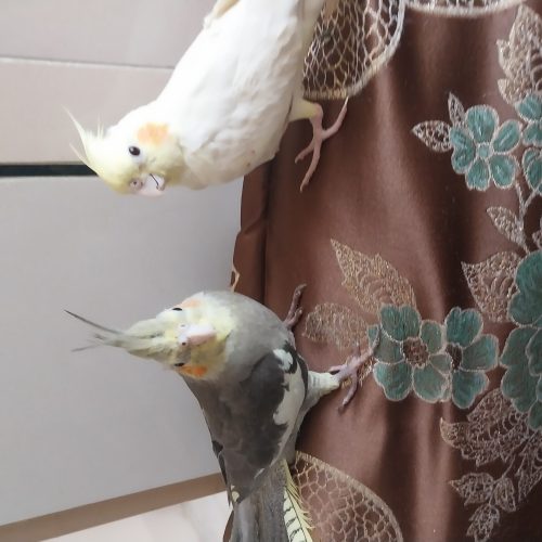 عروس هلندی بازیگوش و شیطون