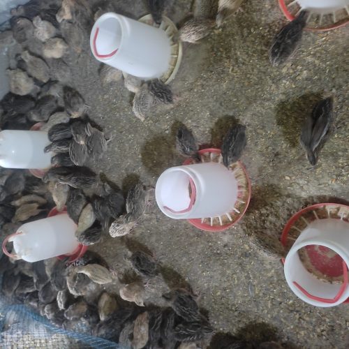 بلدرچین بالغ تخمگذار و گوشتی