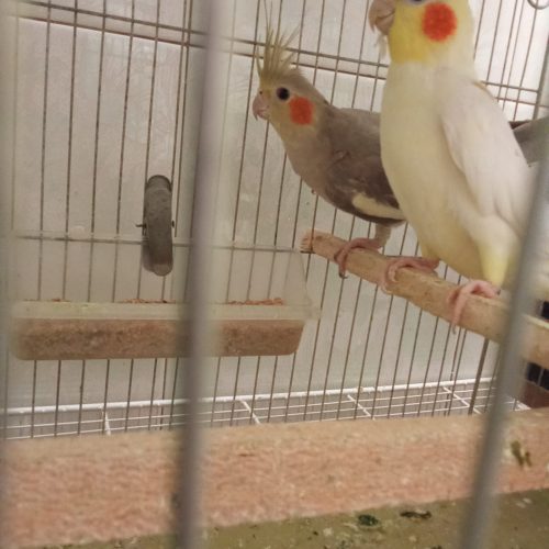 فروش عروس هلندی