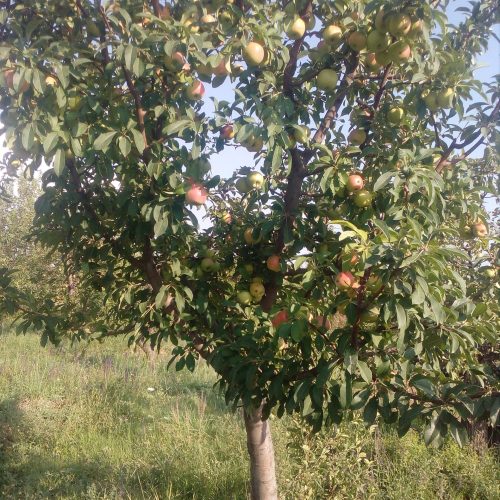 فروش یک قطعه باغ