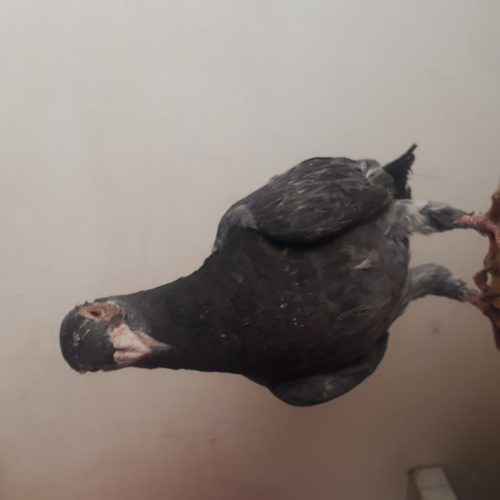 کفتر سالم جلد المانی