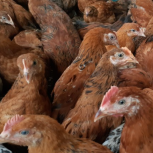 جوجه گلپایگان و لاری