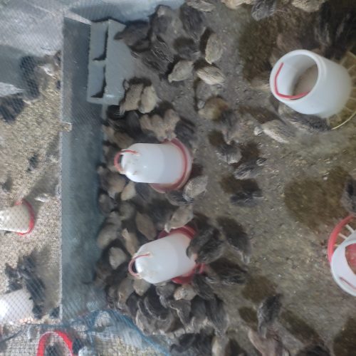 بلدرچین بالغ تخمگذار و گوشتی