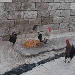 مرغ و دو عدد خروس