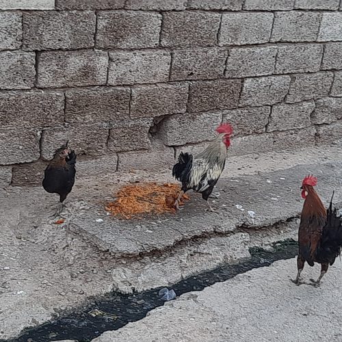 مرغ و دو عدد خروس