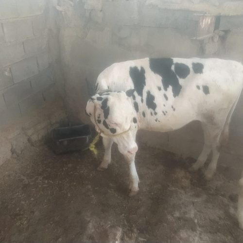 گوساله 1ساله خوب سرحال