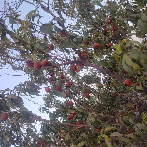 باغچه با درختان میوه