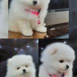 فروش توله پامرانین