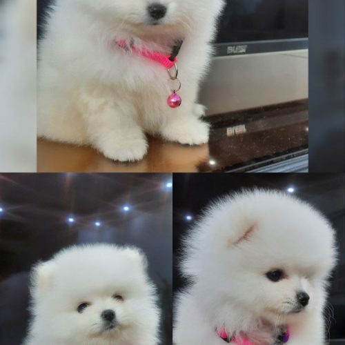 فروش توله پامرانین