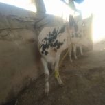 گوساله 1ساله خوب سرحال