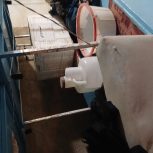 دکه فلافل بدون وسایل