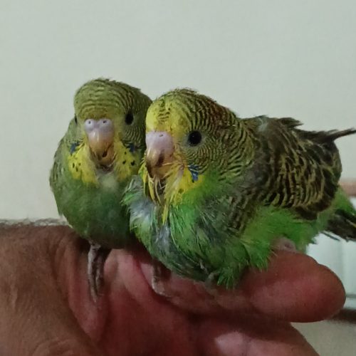 جوجه مرغ عشق