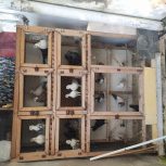 کبوتر و گنجه