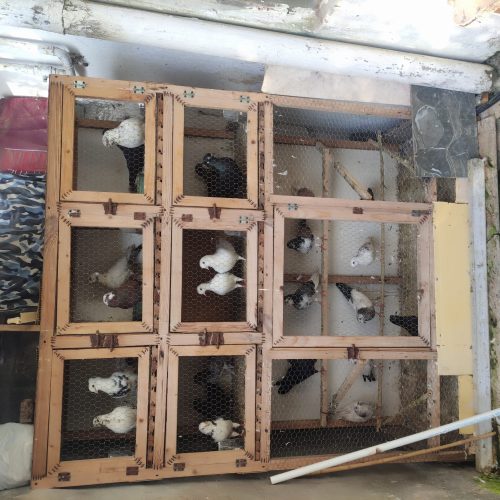 کبوتر و گنجه