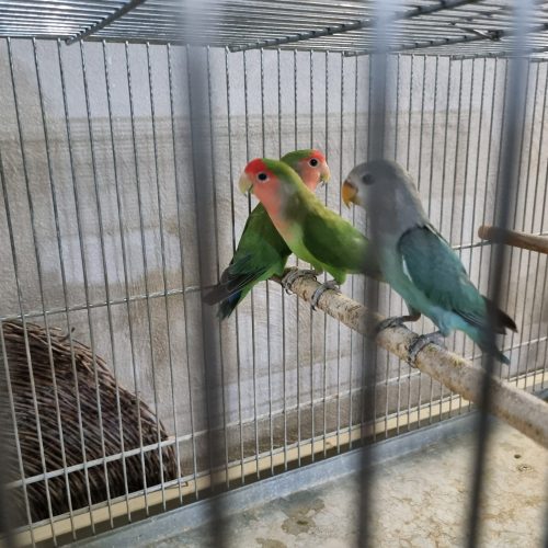 کوتوله صورت هلویی مولد با جوجه و قفس