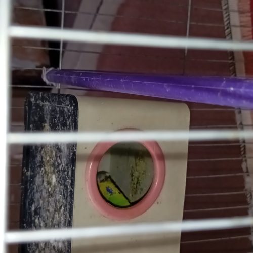 دوجفت مرغ عشق