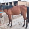 اسب نر عربی اصیل