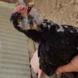 جوجه خروس دوماهه گلین