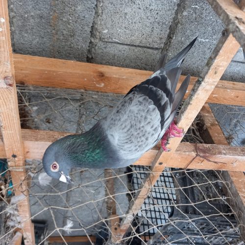 کبوتر مسافتی